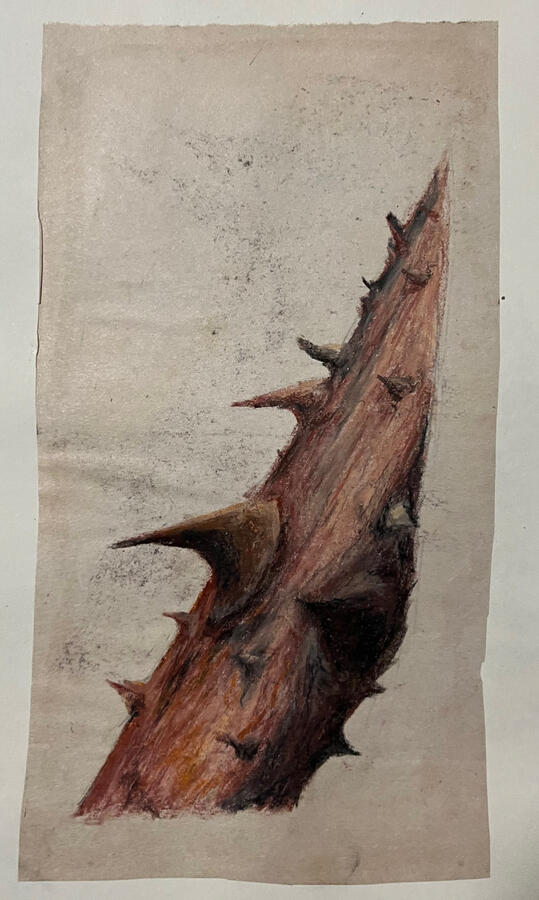 Thorn II - Pencil / Oil pastel - 30 x 20