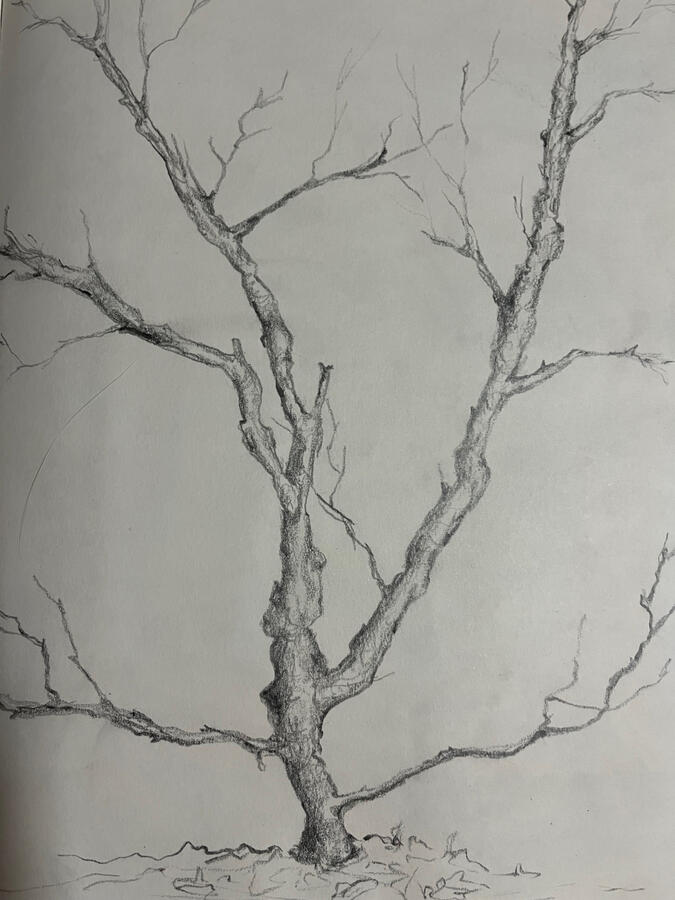 Branching Out - Graphite pencil - 30 x 20